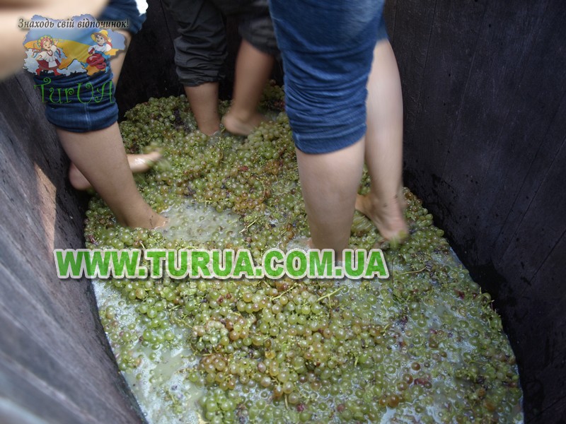 Винний підвал сім'ї «ШОШ»