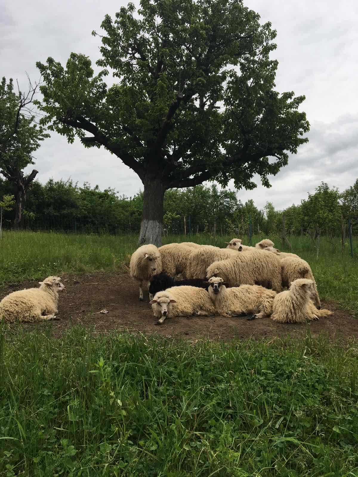 Котедж «Під Очеретом»