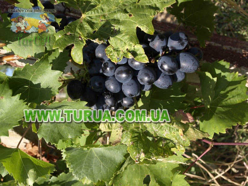 Винний підвал сім'ї «ШОШ»