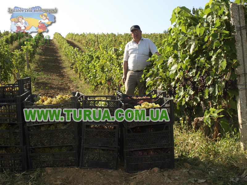 Винний підвал сім'ї «ШОШ»